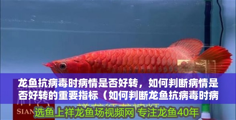 龍魚抗病毒時病情是否好轉，如何判斷病情是否好轉的重要指標（如何判斷龍魚抗病毒時病情是否好轉）