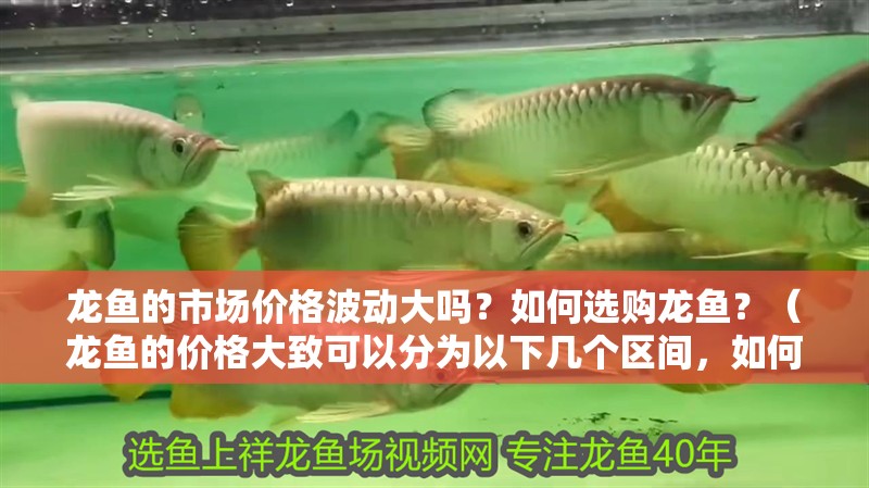 龍魚的市場價格波動大嗎？如何選購龍魚？（龍魚的價格大致可以分為以下幾個區間，如何選購龍魚）