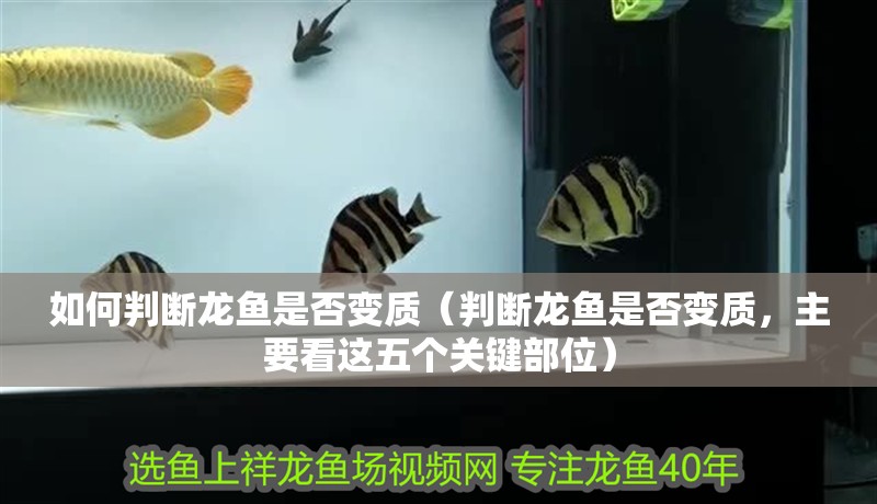 如何判斷龍魚是否變質(zhì)（判斷龍魚是否變質(zhì)，主要看這五個關(guān)鍵部位）