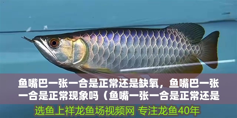 魚(yú)嘴巴一張一合是正常還是缺氧，魚(yú)嘴巴一張一合是正常現(xiàn)象嗎（魚(yú)嘴一張一合是正常還是缺氧？）