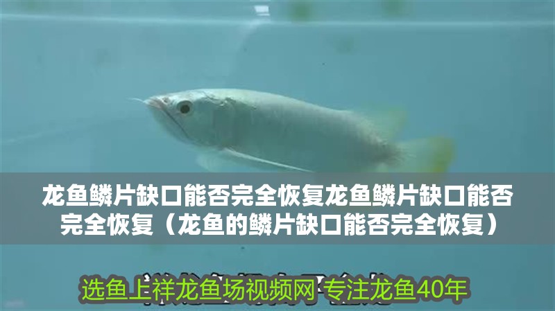 龍魚鱗片缺口能否完全恢復龍魚鱗片缺口能否完全恢復（龍魚的鱗片缺口能否完全恢復）