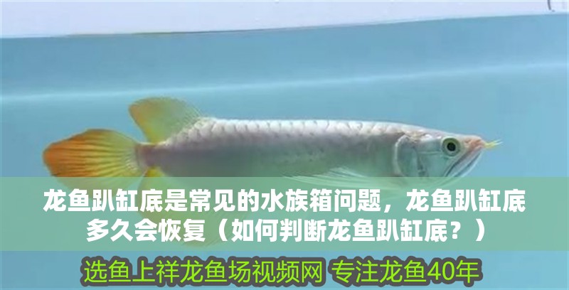 龍魚趴缸底是常見的水族箱問題，龍魚趴缸底多久會恢復（如何判斷龍魚趴缸底？）