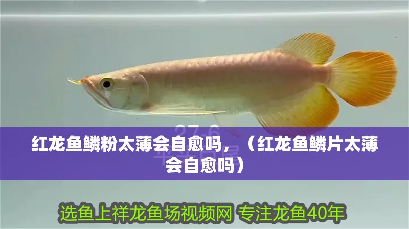 紅龍魚鱗粉太薄會自愈嗎，（紅龍魚鱗片太薄會自愈嗎）