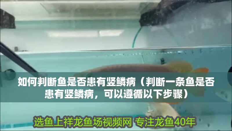 如何判斷魚是否患有豎鱗?。ㄅ袛嘁粭l魚是否患有豎鱗病，可以遵循以下步驟）