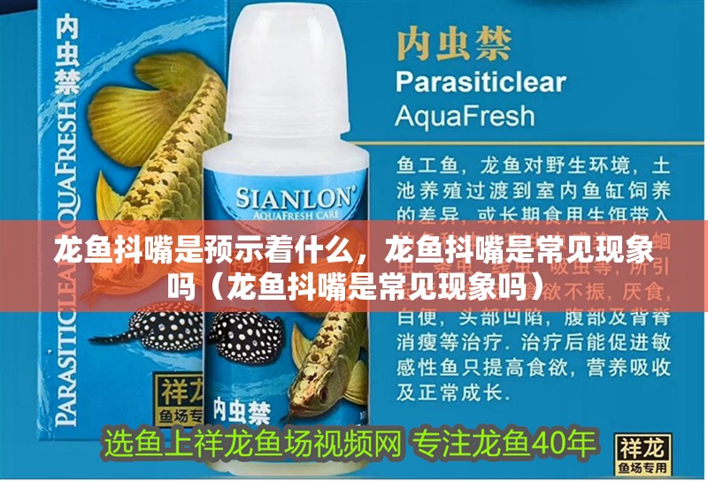 龍魚抖嘴是預示著什么，龍魚抖嘴是常見現象嗎（龍魚抖嘴是常見現象嗎）
