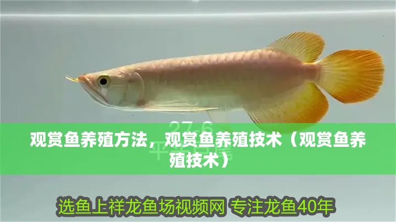 觀賞魚養殖方法，觀賞魚養殖技術（觀賞魚養殖技術） 觀賞魚養殖方法，觀賞魚養殖技術（觀賞魚養殖技術） 觀賞魚百科