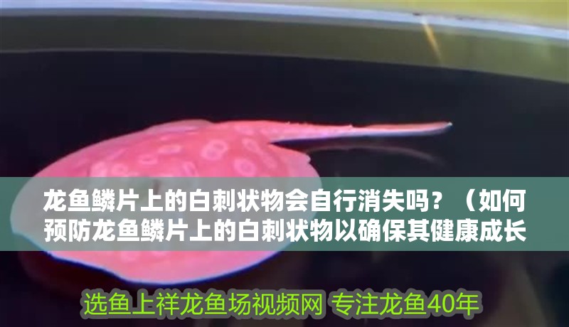 龍魚鱗片上的白刺狀物會(huì)自行消失嗎？（如何預(yù)防龍魚鱗片上的白刺狀物以確保其健康成長）
