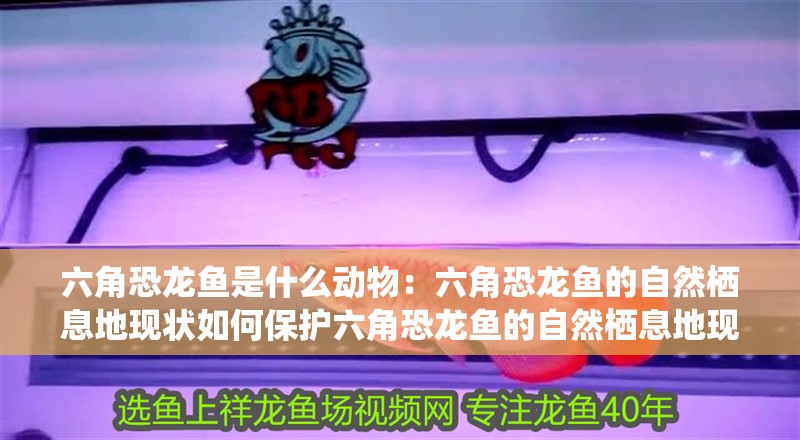 六角恐龍魚是什么動物：六角恐龍魚的自然棲息地現(xiàn)狀如何保護(hù)六角恐龍魚的自然棲息地現(xiàn)狀