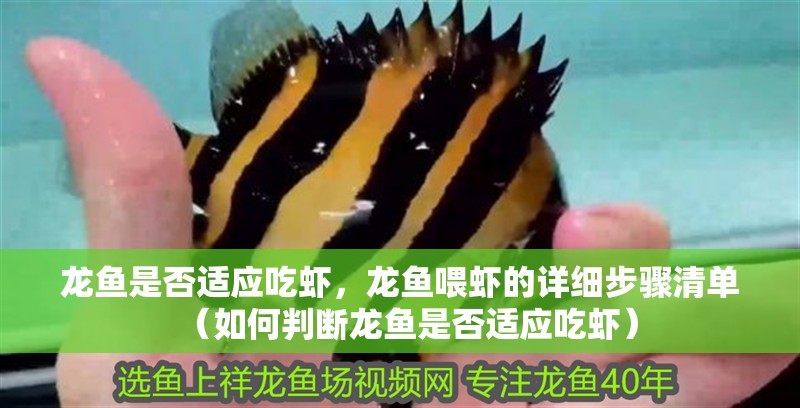 龍魚是否適應吃蝦，龍魚喂蝦的詳細步驟清單（如何判斷龍魚是否適應吃蝦）