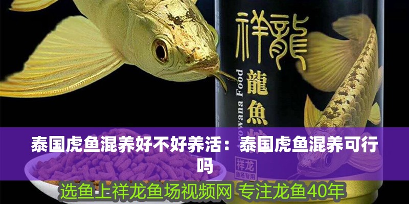 泰國虎魚混養好不好養活：泰國虎魚混養可行嗎