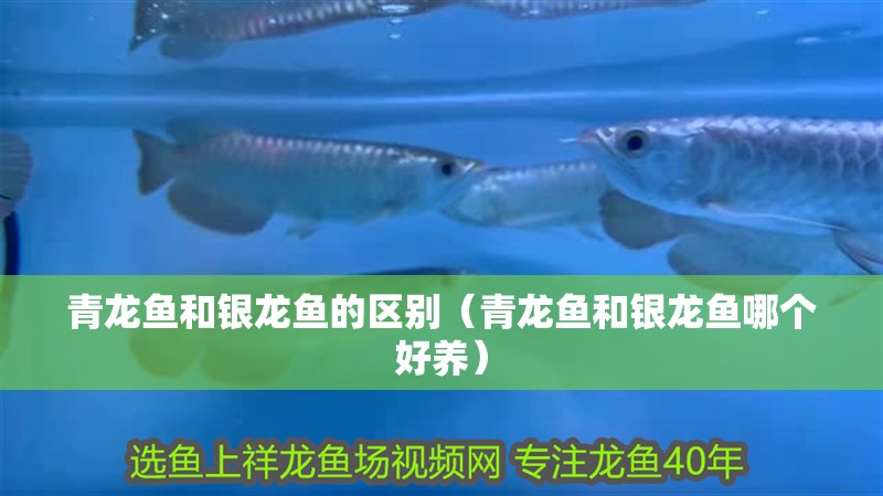 青龍魚和銀龍魚的區別（青龍魚和銀龍魚哪個好養）