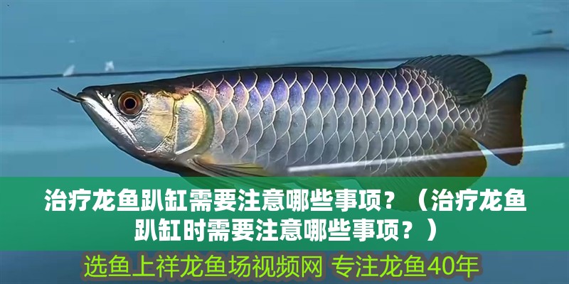 治療龍魚趴缸需要注意哪些事項？（治療龍魚趴缸時需要注意哪些事項？）