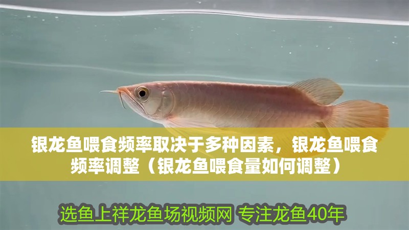 銀龍魚喂食頻率取決于多種因素，銀龍魚喂食頻率調整（銀龍魚喂食量如何調整）