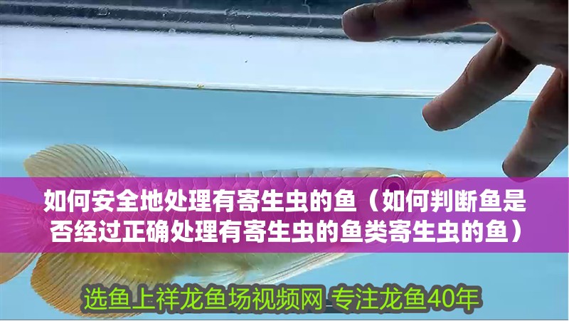 如何安全地處理有寄生蟲的魚（如何判斷魚是否經過正確處理有寄生蟲的魚類寄生蟲的魚）