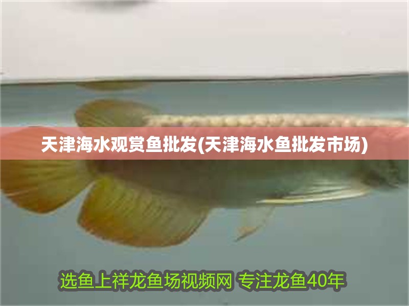天津海水觀賞魚批發(天津海水魚批發市場)