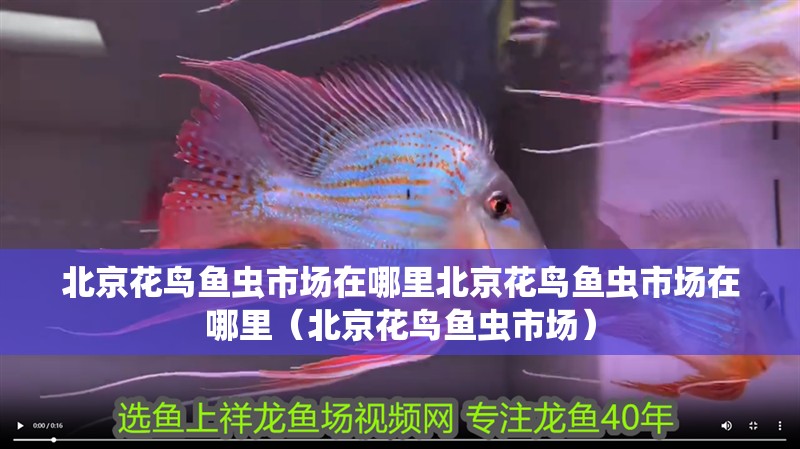 北京花鳥魚蟲市場在哪里北京花鳥魚蟲市場在哪里（北京花鳥魚蟲市場）