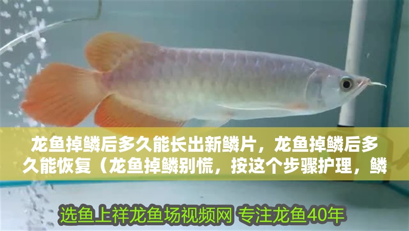 龍魚掉鱗后多久能長出新鱗片，龍魚掉鱗后多久能恢復（龍魚掉鱗別慌，按這個步驟護理，鱗片很快就能恢復！）