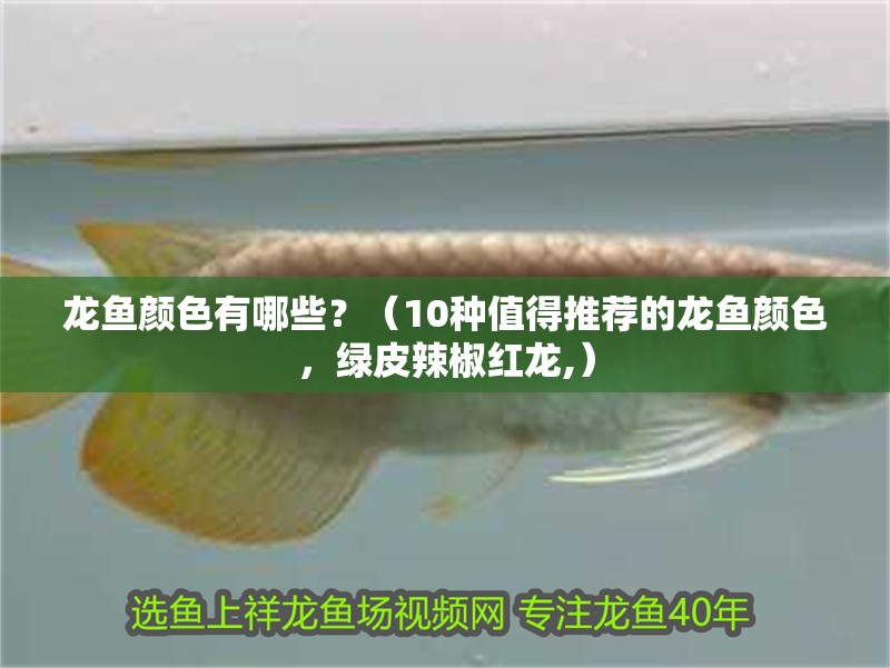 龍魚顏色有哪些？（10種值得推薦的龍魚顏色，綠皮辣椒紅龍,）