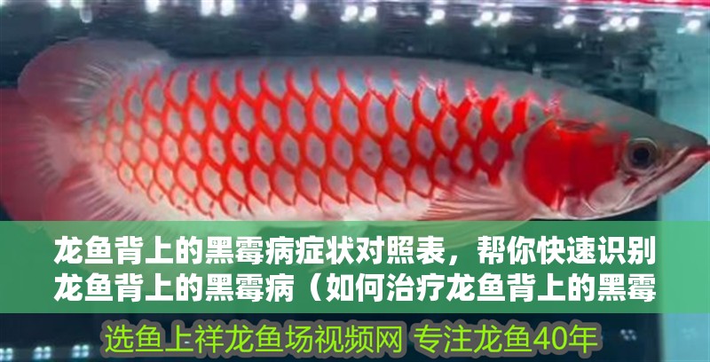 龍魚背上的黑霉病癥狀對照表，幫你快速識別龍魚背上的黑霉?。ㄈ绾沃委燒堲~背上的黑霉？）