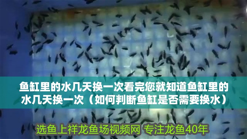 魚缸里的水幾天換一次看完您就知道魚缸里的水幾天換一次（如何判斷魚缸是否需要換水）