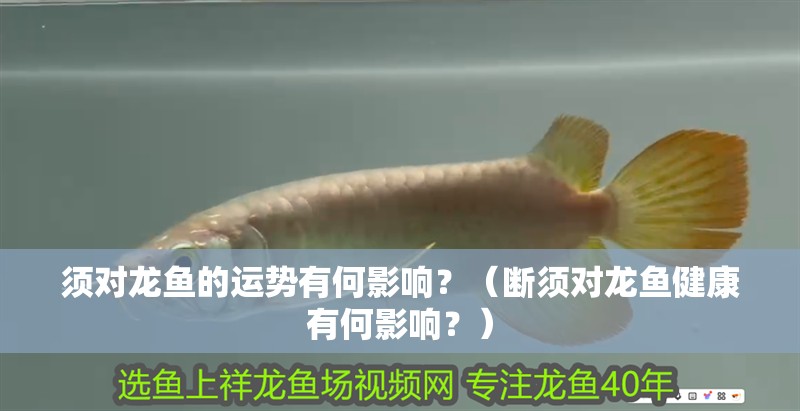 須對龍魚的運勢有何影響？（斷須對龍魚健康有何影響？）