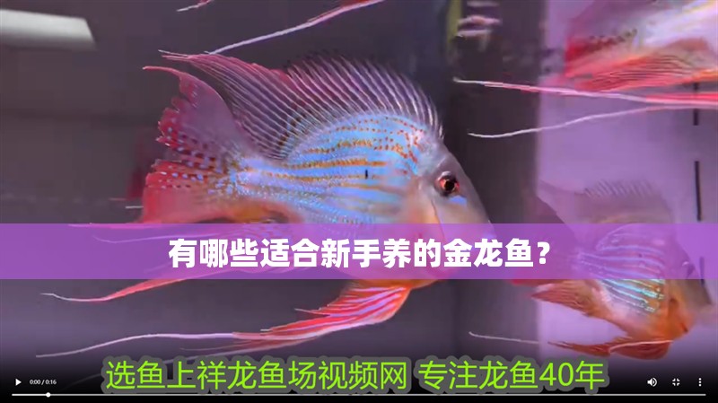 有哪些適合新手養(yǎng)的金龍魚？