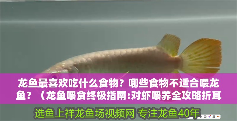 龍魚最喜歡吃什么食物？哪些食物不適合喂龍魚？（龍魚喂食終極指南:對蝦喂養全攻略折耳貓狂熱人）