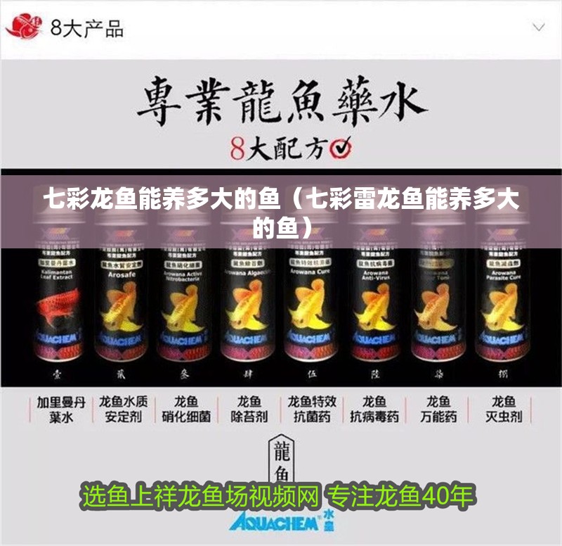 七彩龍魚能養多大的魚（七彩雷龍魚能養多大的魚）