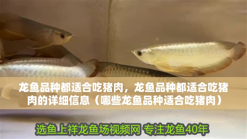 魚缸過濾器選購指南:自制魚缸過濾器魚缸上置過濾器對于養魚愛好者的必備知識 龍魚品種都適合吃豬肉,龍魚品種都適合吃豬肉的詳細信息(哪些龍魚品種適合吃豬肉) 龍魚百科 龍魚品種都適合吃豬肉,龍魚品種都適合吃豬肉的詳細信息(哪些龍魚品種適合吃豬肉) 龍魚品種都適合吃豬肉,龍魚品種都適合吃豬肉的詳細信息(哪些龍魚品種適合吃豬肉) 龍魚百科