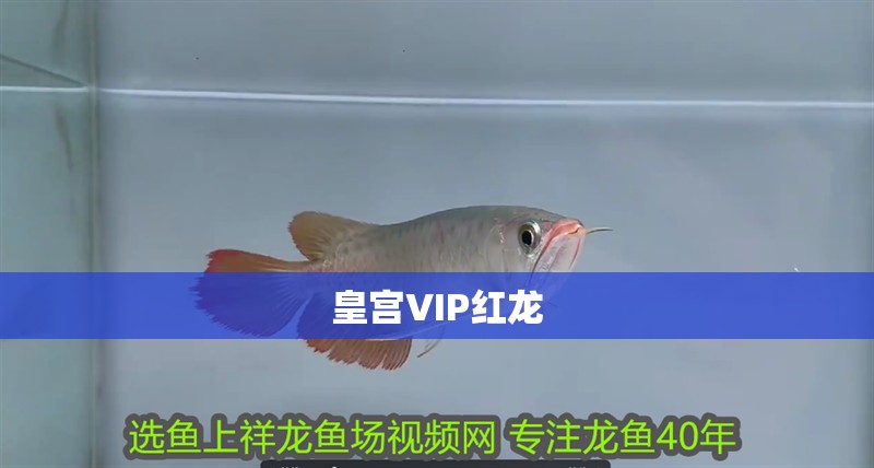 皇宮VIP紅龍