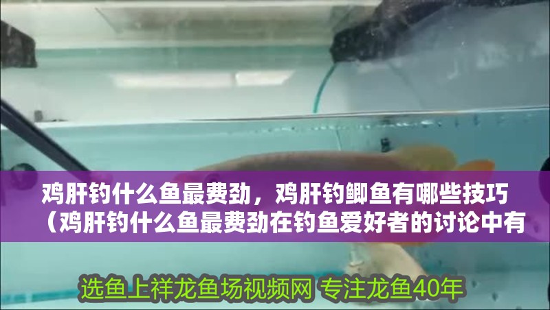 雞肝釣什么魚最費勁，雞肝釣鯽魚有哪些技巧（雞肝釣什么魚最費勁在釣魚愛好者的討論中有哪些技巧）