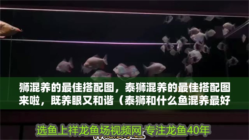 獅混養(yǎng)的最佳搭配圖，泰獅混養(yǎng)的最佳搭配圖來啦，既養(yǎng)眼又和諧（泰獅和什么魚混養(yǎng)最好？） 獅混養(yǎng)的最佳搭配圖，泰獅混養(yǎng)的最佳搭配圖來啦，既養(yǎng)眼又和諧（泰獅和什么魚混養(yǎng)最好？） 龍魚百科