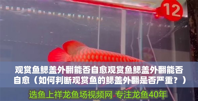 觀賞魚鰓蓋外翻能否自愈觀賞魚鰓蓋外翻能否自愈（如何判斷觀賞魚的鰓蓋外翻是否嚴重？）