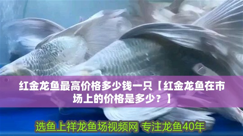 紅金龍魚最高價格多少錢一只【紅金龍魚在市場上的價格是多少？】
