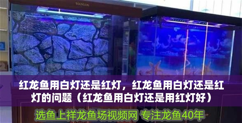 紅龍魚用白燈還是紅燈，紅龍魚用白燈還是紅燈的問題（紅龍魚用白燈還是用紅燈好）