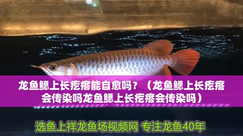 龍魚鰓上長疙瘩能自愈嗎？（龍魚鰓上長疙瘩會(huì)傳染嗎龍魚鰓上長疙瘩會(huì)傳染嗎）