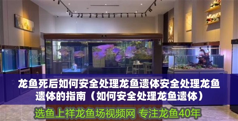 龍魚死后如何安全處理龍魚遺體安全處理龍魚遺體的指南（如何安全處理龍魚遺體） 龍魚死后如何安全處理龍魚遺體安全處理龍魚遺體的指南（如何安全處理龍魚遺體） 龍魚百科