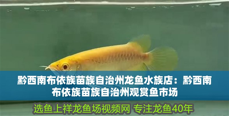 黔西南布依族苗族自治州龍魚水族店：黔西南布依族苗族自治州觀賞魚市場(chǎng)
