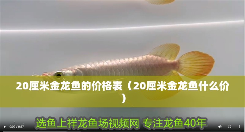 20厘米金龍魚的價格表（20厘米金龍魚什么價）