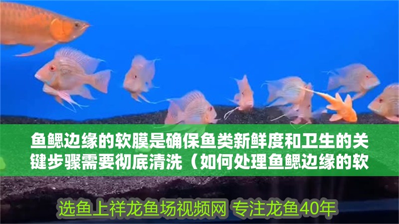 魚鰓邊緣的軟膜是確保魚類新鮮度和衛生的關鍵步驟需要徹底清洗（如何處理魚鰓邊緣的軟膜） 魚鰓邊緣的軟膜是確保魚類新鮮度和衛生的關鍵步驟需要徹底清洗（如何處理魚鰓邊緣的軟膜） 龍魚百科