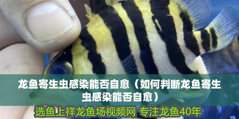 魚缸用增氧泵價格是多少:魚缸增氧機-xtrac增氧機-xtrac增氧機 龍魚寄生蟲感染能否自愈(如何判斷龍魚寄生蟲感染能否自愈) 龍魚百科 龍魚寄生蟲感染能否自愈(如何判斷龍魚寄生蟲感染能否自愈) 龍魚寄生蟲感染能否自愈(如何判斷龍魚寄生蟲感染能否自愈) 龍魚百科