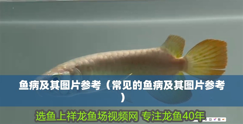魚病及其圖片參考（常見的魚病及其圖片參考）