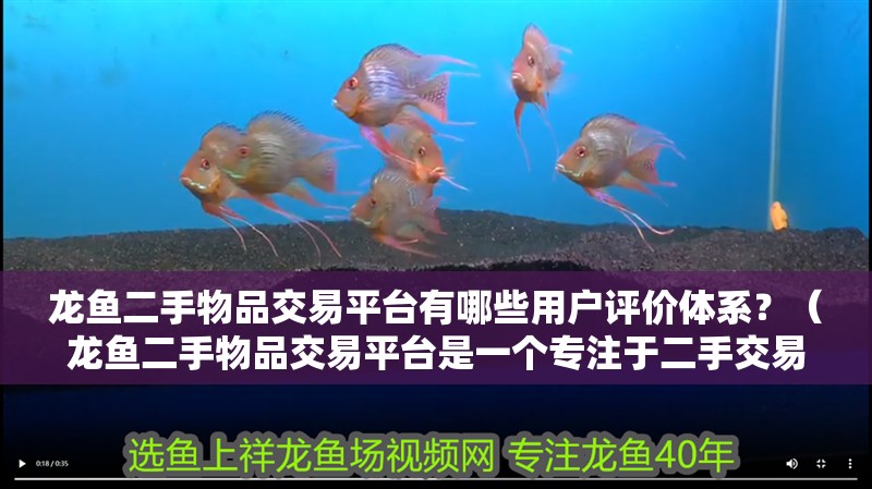 龍魚二手物品交易平臺有哪些用戶評價體系？（龍魚二手物品交易平臺是一個專注于二手交易的在線平臺）