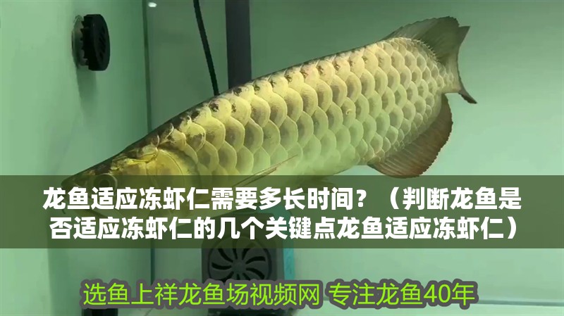 龍魚適應凍蝦仁需要多長時間？（判斷龍魚是否適應凍蝦仁的幾個關鍵點龍魚適應凍蝦仁）