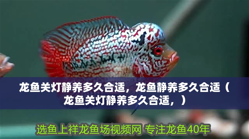 龍魚關燈靜養多久合適，龍魚靜養多久合適（龍魚關燈靜養多久合適，）