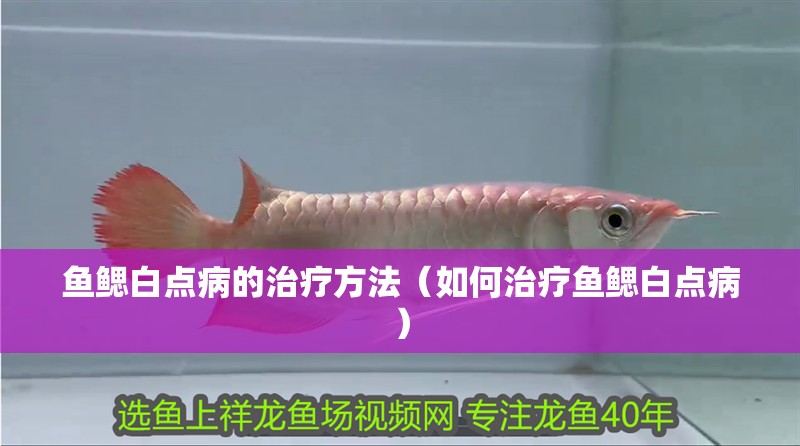 魚鰓白點(diǎn)病的治療方法（如何治療魚鰓白點(diǎn)病）