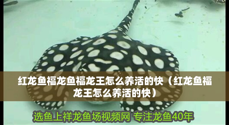 紅龍魚用黃燈烤有用嗎 紅龍魚福龍魚福龍王怎么養(yǎng)活的快(紅龍魚福龍王怎么養(yǎng)活的快) 觀賞魚百科 紅龍魚福龍魚福龍王怎么養(yǎng)活的快(紅龍魚福龍王怎么養(yǎng)活的快) 紅龍魚福龍魚福龍王怎么養(yǎng)活的快(紅龍魚福龍王怎么養(yǎng)活的快) 觀賞魚百科