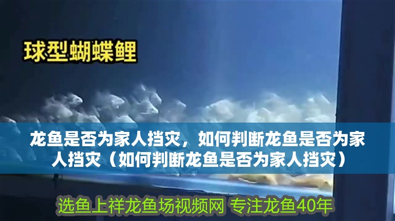 龍魚是否為家人擋災，如何判斷龍魚是否為家人擋災（如何判斷龍魚是否為家人擋災）