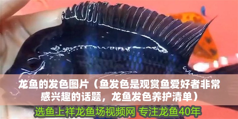 龍魚的發(fā)色圖片（魚發(fā)色是觀賞魚愛好者非常感興趣的話題，龍魚發(fā)色養(yǎng)護(hù)清單）