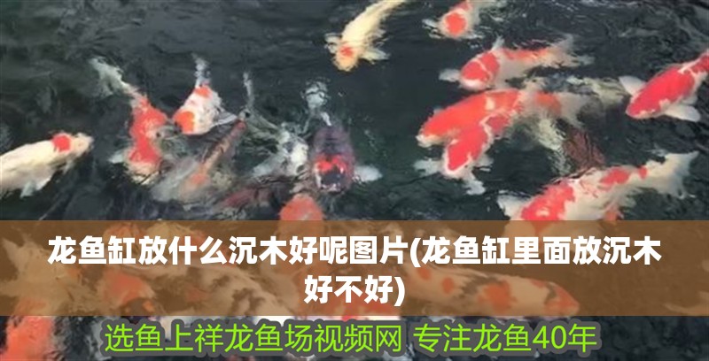 龍魚缸放什么沉木好呢圖片(龍魚缸里面放沉木好不好)